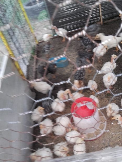  - Pui si boboci 2017