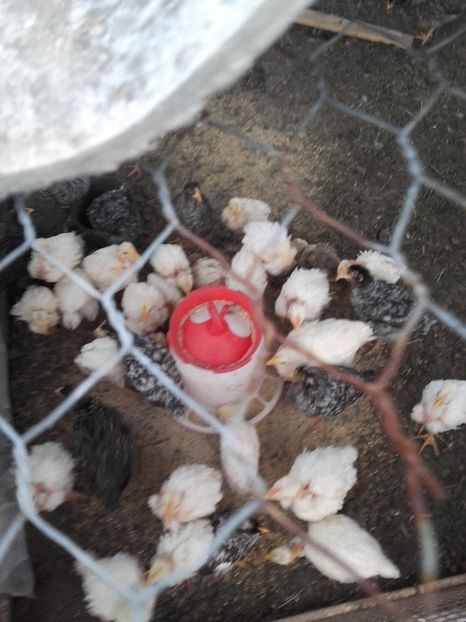  - Pui si boboci 2017