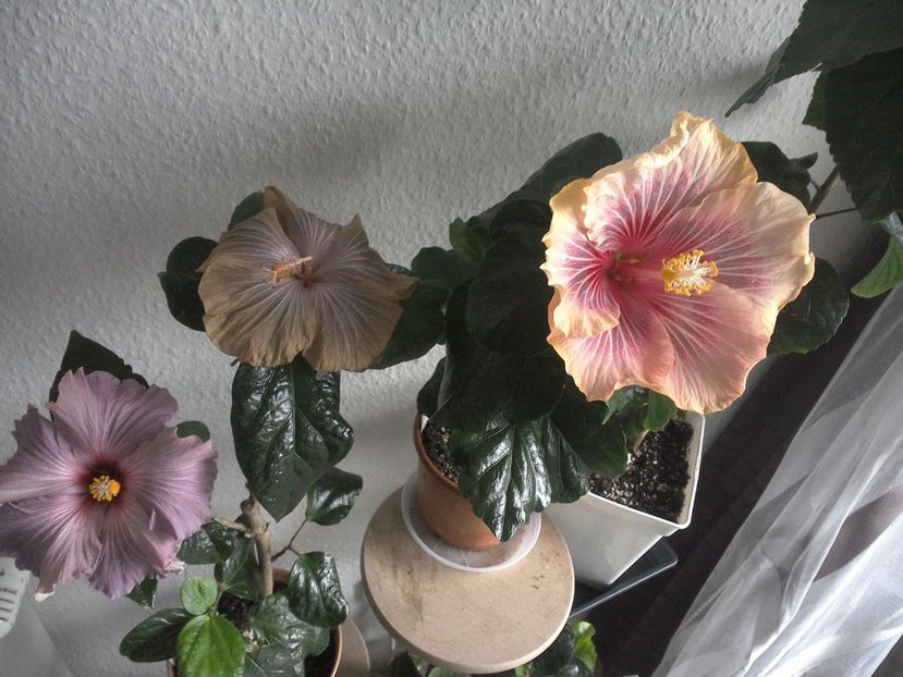 WIN_20170502_080432 - 02Hibiscus
