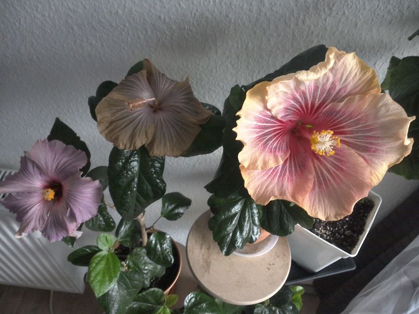 WIN_20170502_080443 - 02Hibiscus