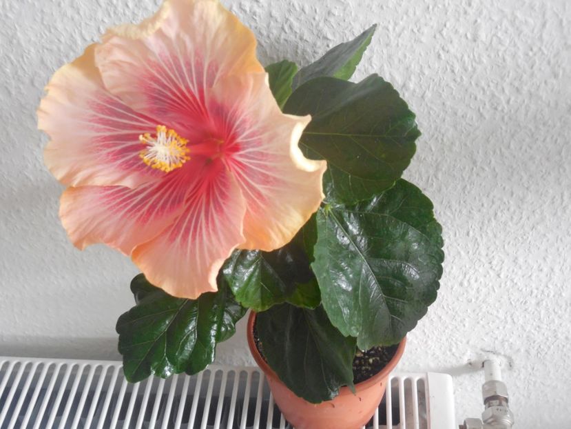 Barry Schlueter - 0Hibiscus in colectie infloriti