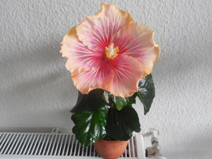 Barry Schlueter - 0Hibiscus in colectie infloriti