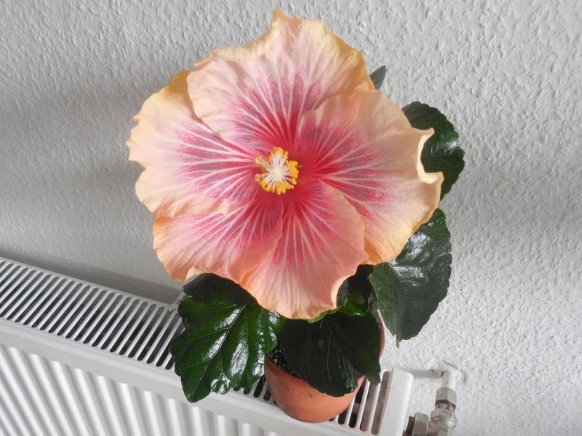Barry Schlueter - 0Hibiscus in colectie infloriti