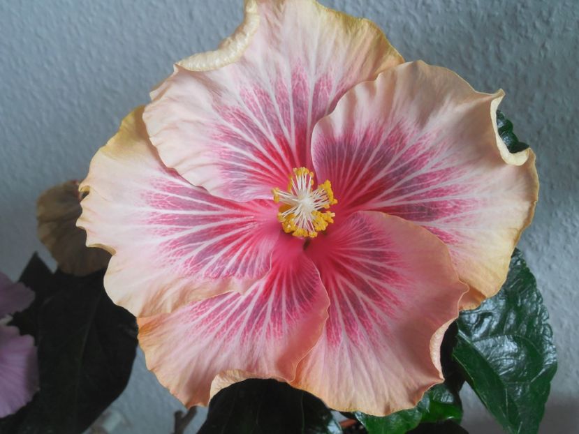 Barry Schuelter - 0Hibiscus in colectie infloriti