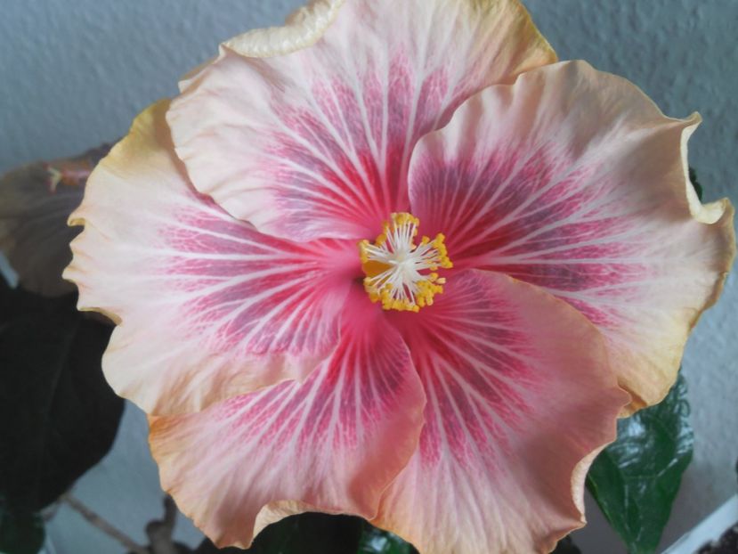 Barry Schuelter - 0Hibiscus in colectie infloriti