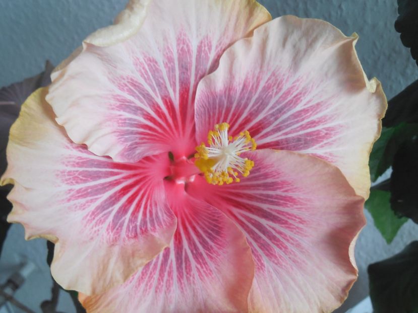 Barry Schuelter - 0Hibiscus in colectie infloriti