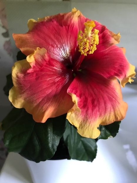 02.05.2017 - Oberon - Hibiscus 2017