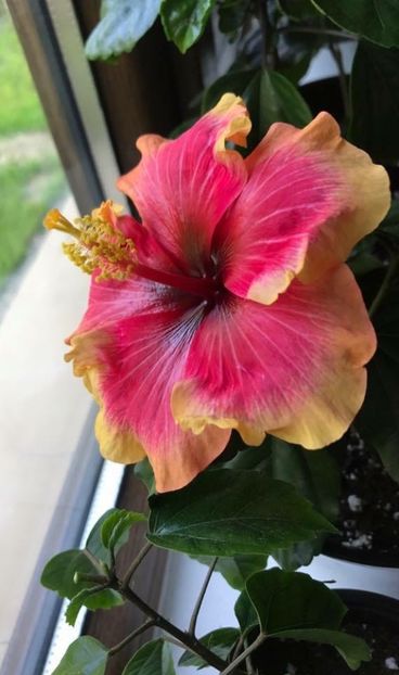 02.05.2017 - Oberon - Hibiscus 2017