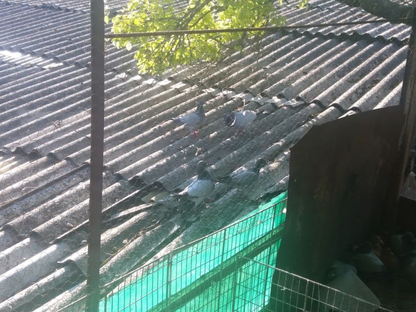  - 5-Voiajori Ornament