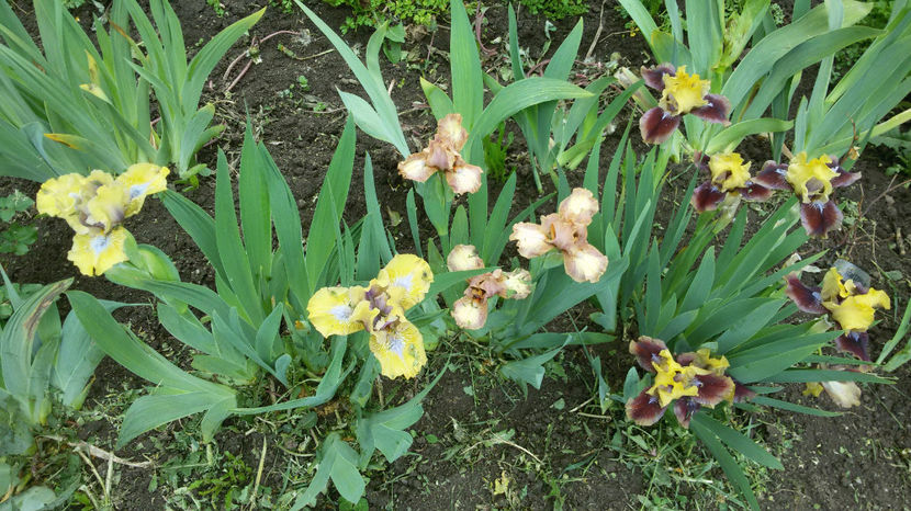 tmp_30381-20170430_124809944445356 - irisi 2017