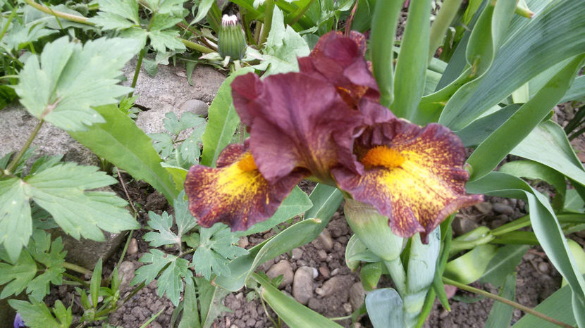 tmp_30381-20170429_100338706542915 - irisi 2017