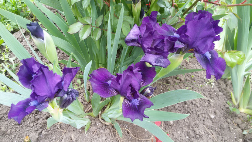 tmp_30381-20170429_095957-988103556 - irisi 2017