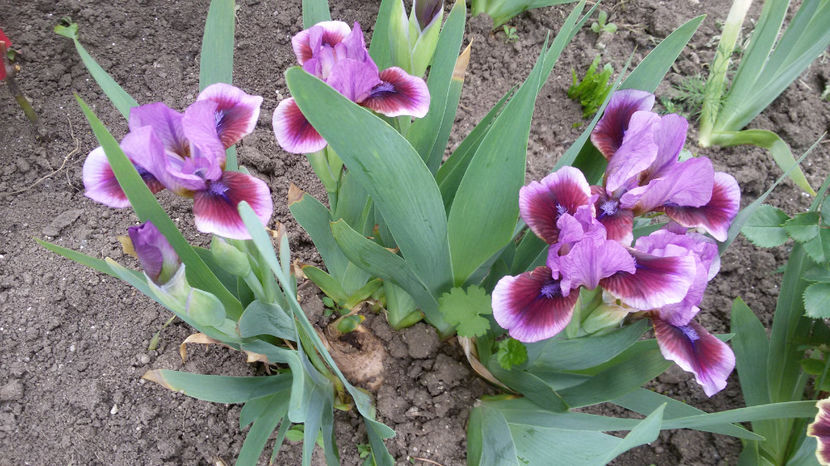 tmp_30381-20170429_095951-1964965230 - irisi 2017