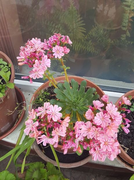 lewisia 1 - LEWISIA cotyledon