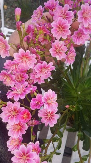 lewisia 3 - LEWISIA cotyledon