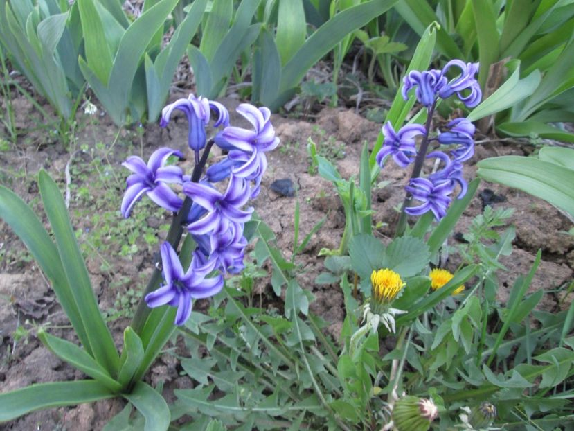  - Gradina cu irisi nr 2 in 2017