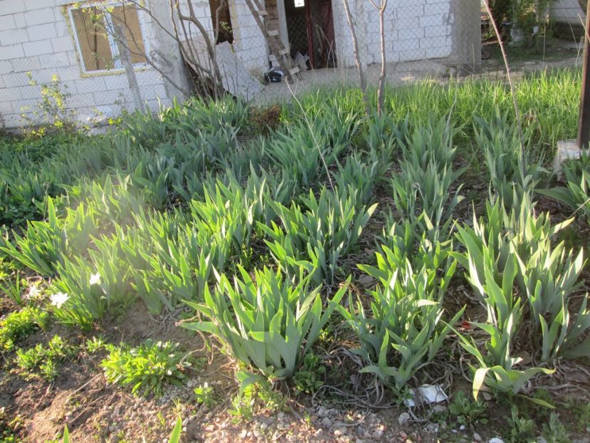  - Gradina cu irisi nr 2 in 2017