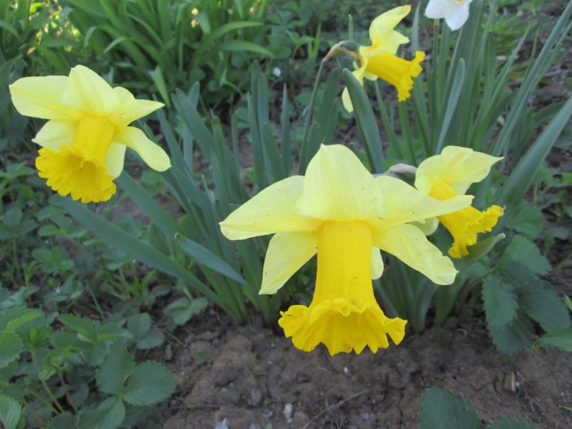  - Gradina cu irisi nr 2 in 2017