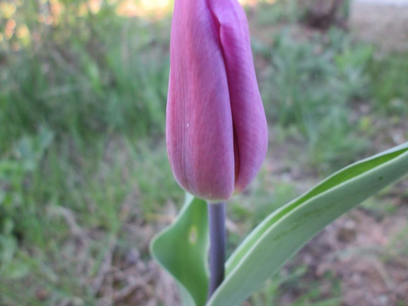  - Gradina cu irisi nr 2 in 2017