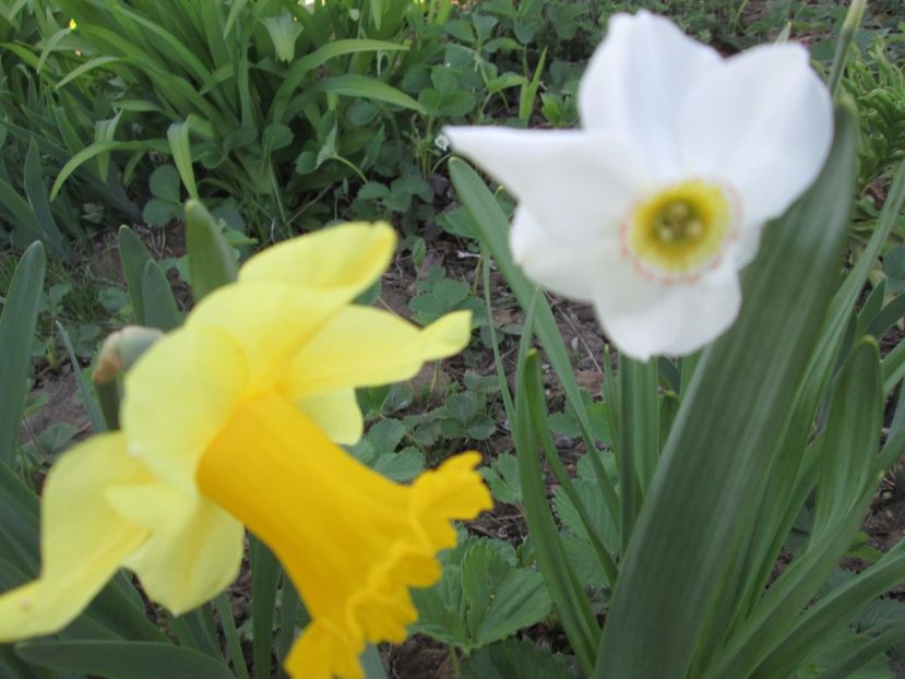  - Gradina cu irisi nr 2 in 2017