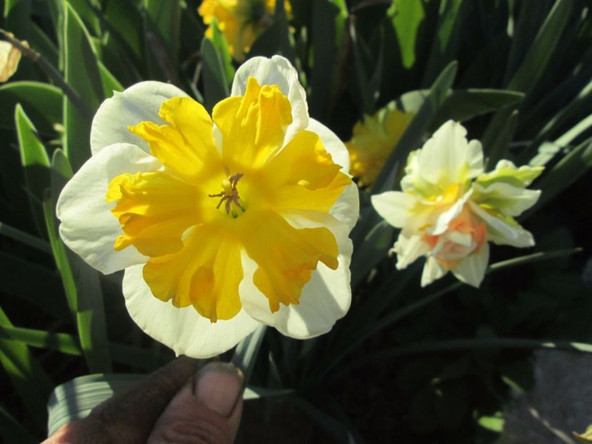  - Gradina cu irisi nr 2 in 2017