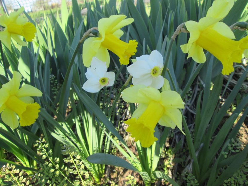  - Gradina cu irisi nr 2 in 2017