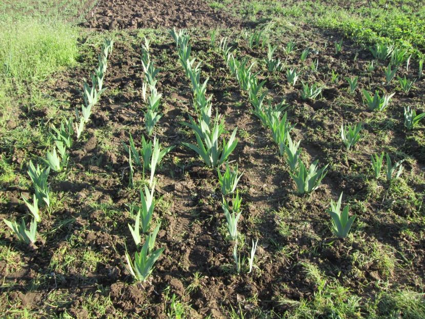  - Gradina cu irisi nr 2 in 2017
