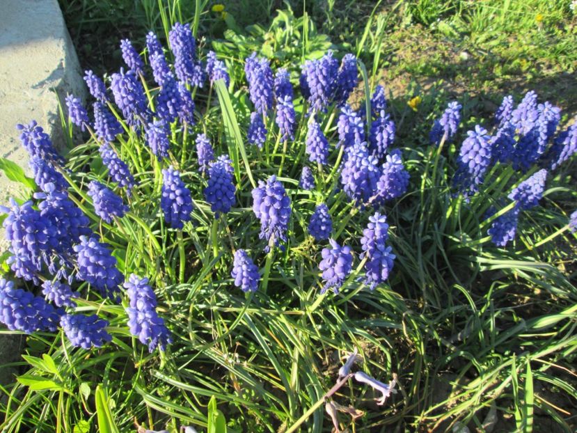  - Gradina cu irisi nr 2 in 2017