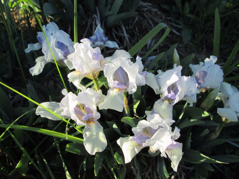  - Gradina cu irisi nr 2 in 2017