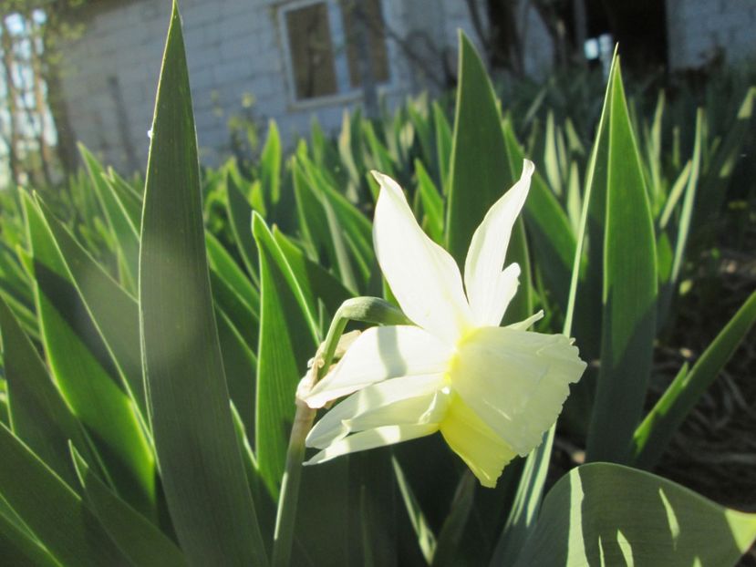  - Gradina cu irisi nr 2 in 2017