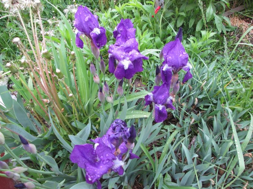  - Gradina cu irisi nr 2 in 2017