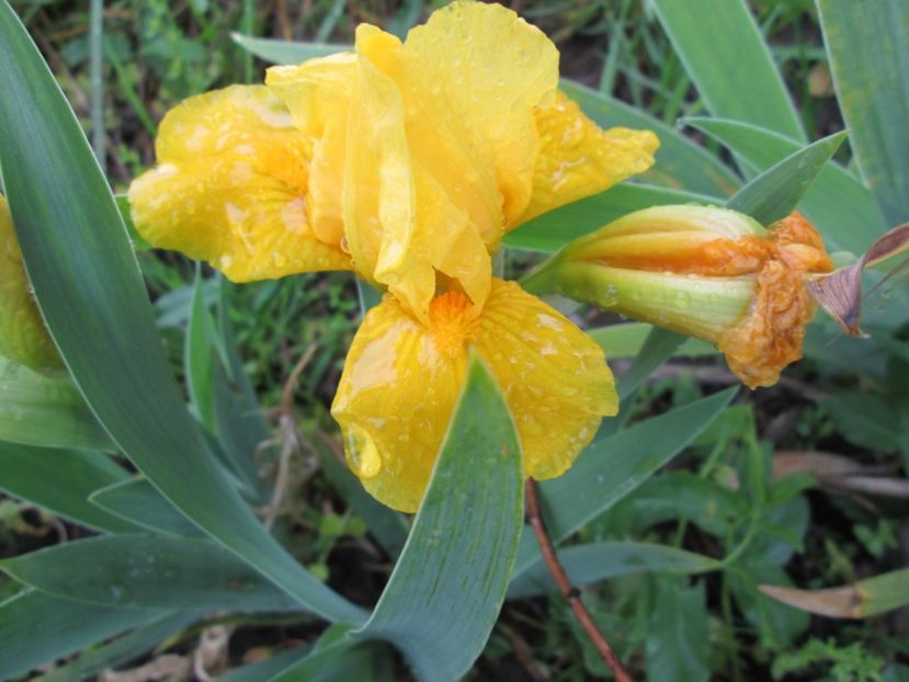  - Gradina cu irisi nr 2 in 2017