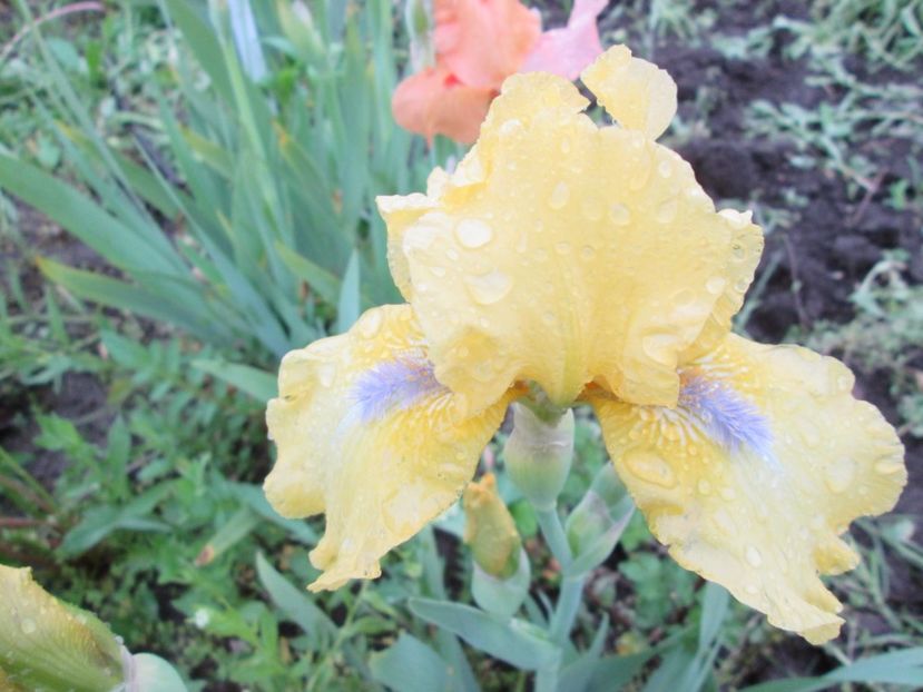  - Gradina cu irisi nr 2 in 2017