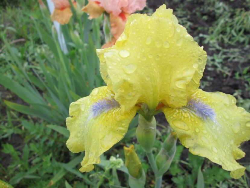  - Gradina cu irisi nr 2 in 2017