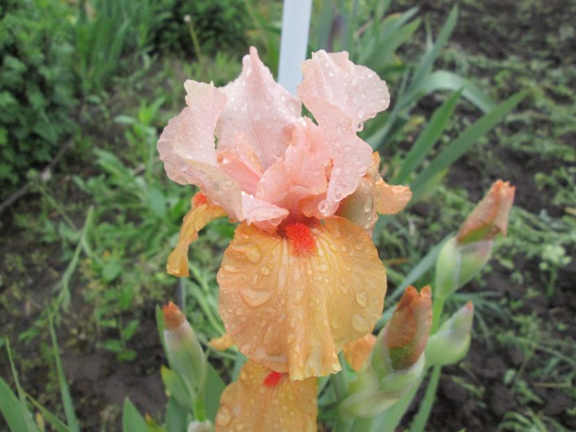  - Gradina cu irisi nr 2 in 2017