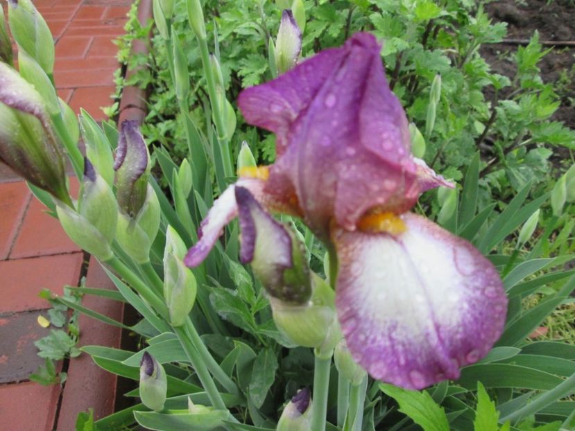  - Gradina cu irisi nr 2 in 2017