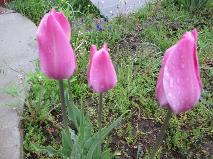  - Gradina cu irisi nr 2 in 2017