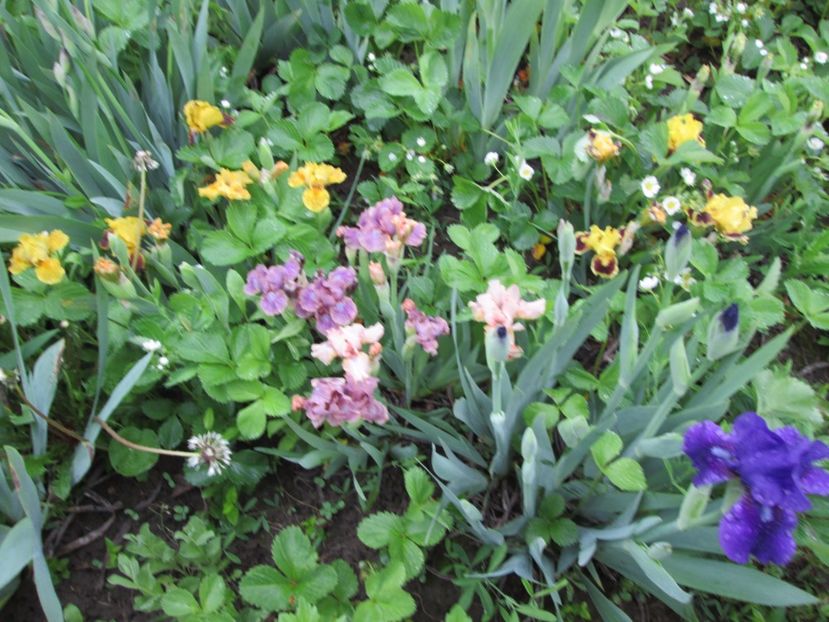  - Gradina cu irisi nr 2 in 2017