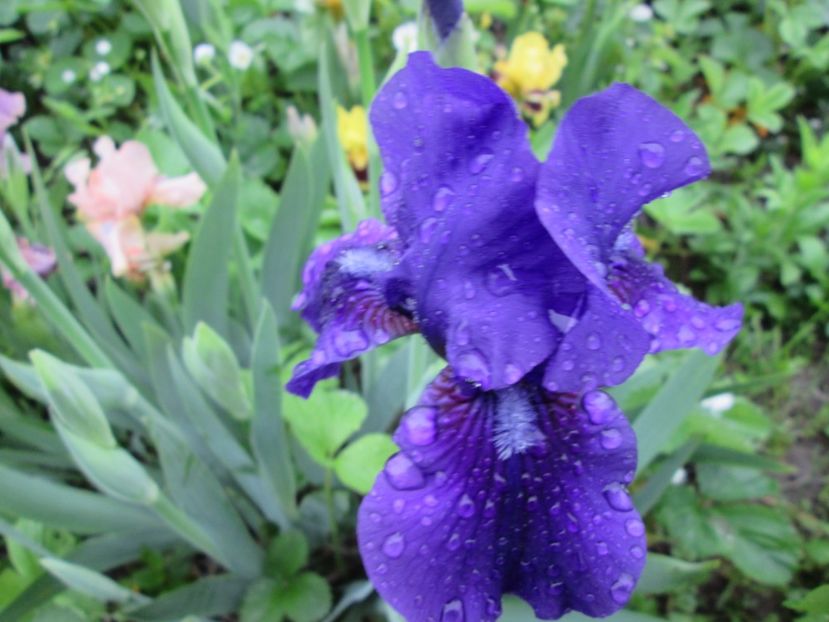  - Gradina cu irisi nr 2 in 2017