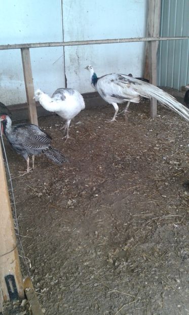  - P---PAUNI 2016-2018