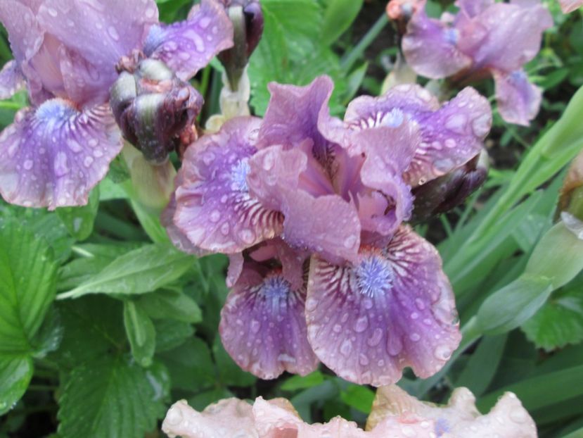  - Gradina cu irisi nr 2 in 2017