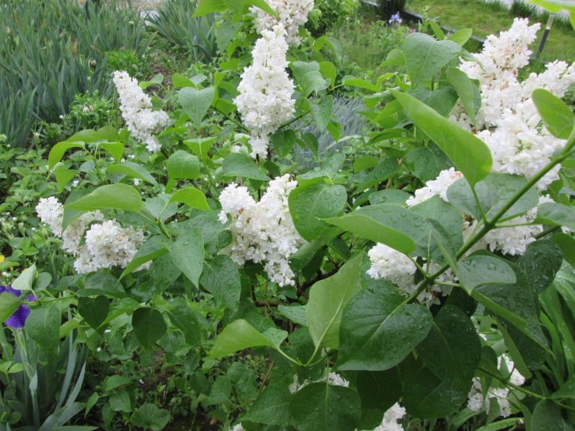  - Gradina cu irisi nr 2 in 2017