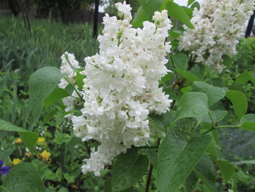  - Gradina cu irisi nr 2 in 2017