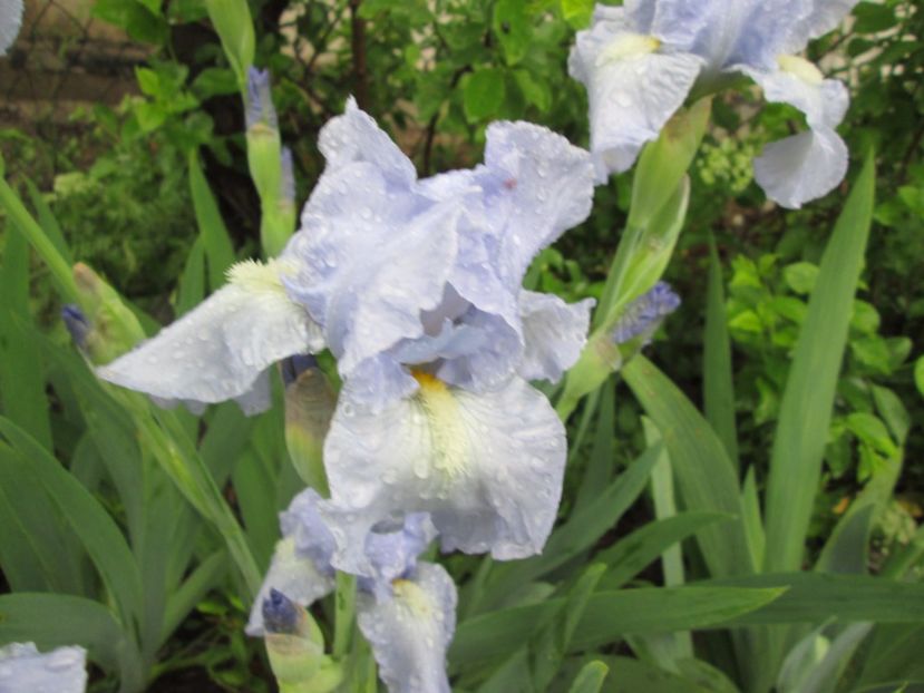  - Gradina cu irisi nr 2 in 2017