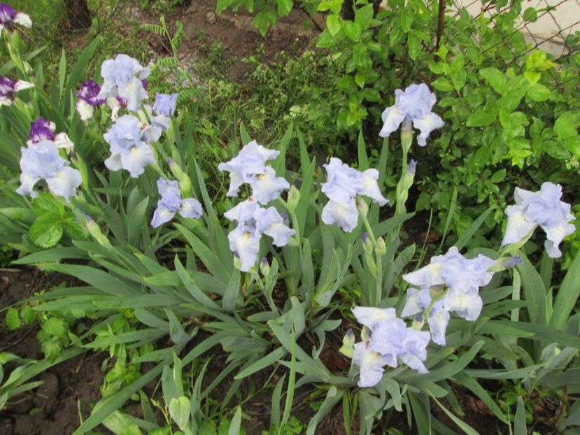  - Gradina cu irisi nr 2 in 2017