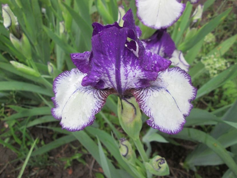  - Gradina cu irisi nr 2 in 2017