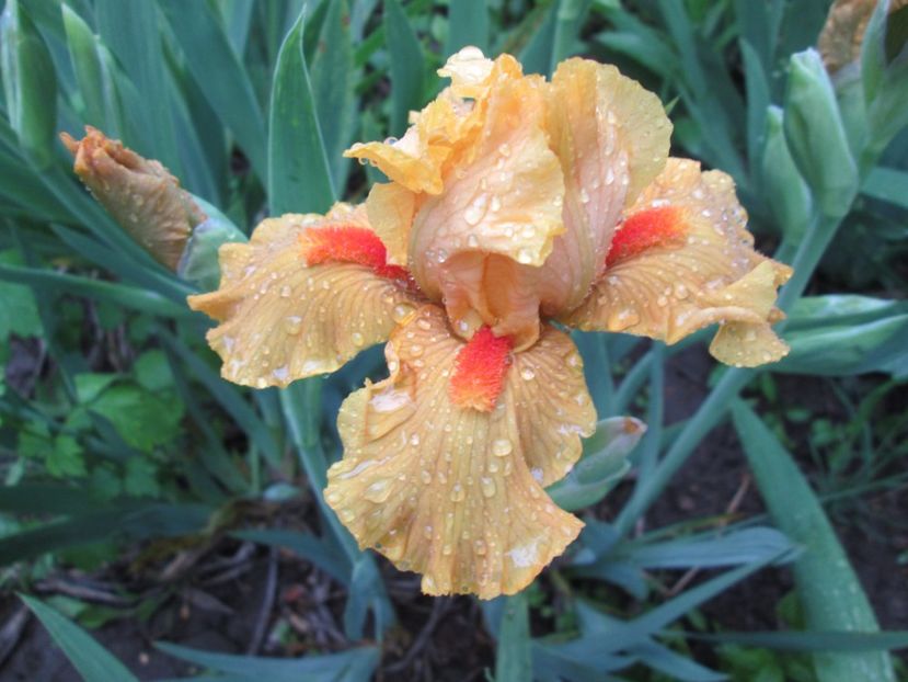  - Gradina cu irisi nr 2 in 2017