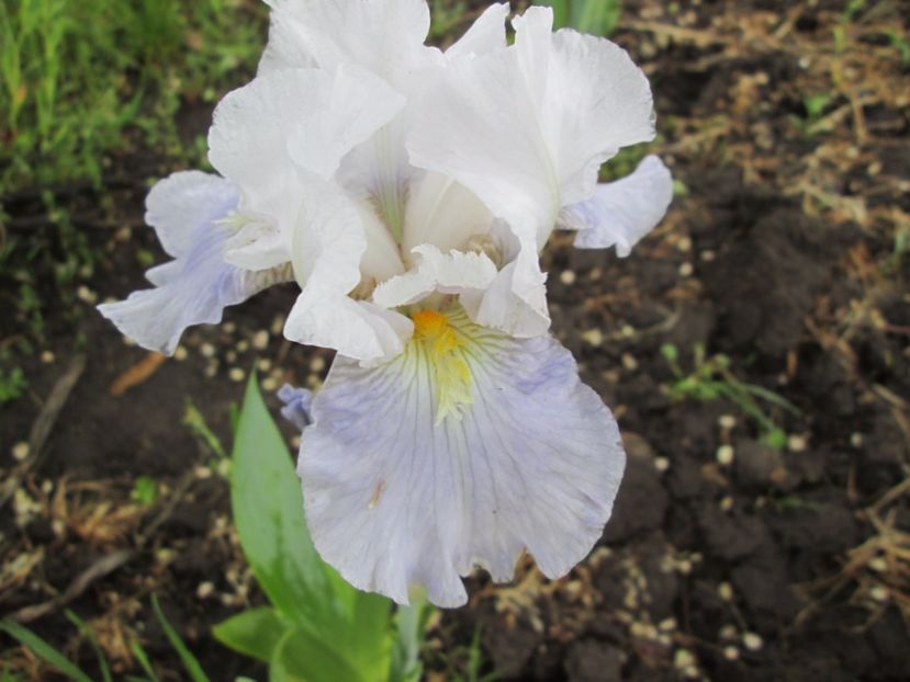  - Gradina cu irisi nr 2 in 2017