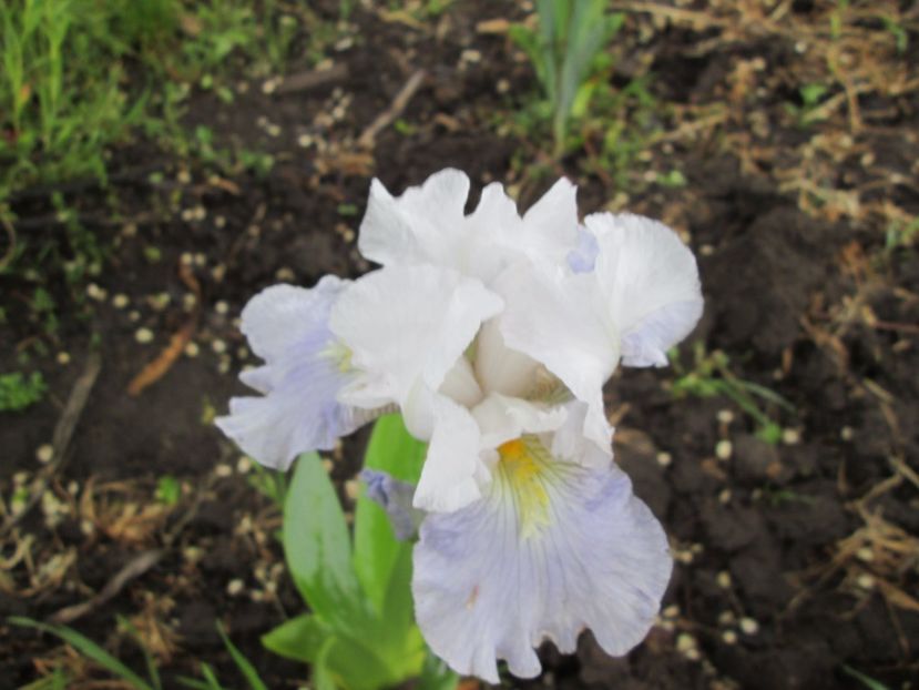  - Gradina cu irisi nr 2 in 2017