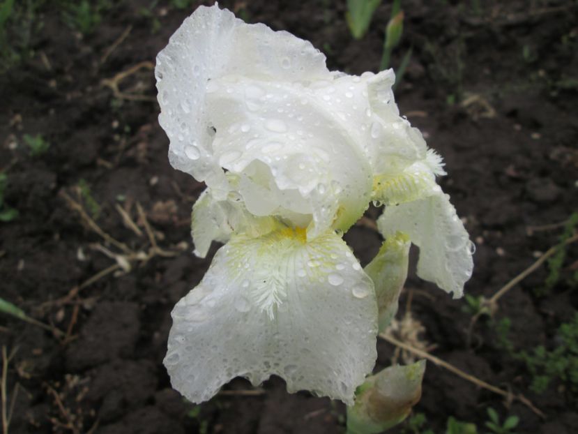  - Gradina cu irisi nr 2 in 2017